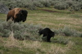 Bison Charges Black Bear