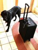 Moki and Suitcase November 29 2011.jpg