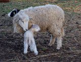 Welcome to the world Simmons Farm  April 14 2012_.jpg