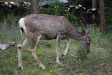 Dinner time (for the deer)