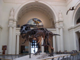 Sue the T-Rex, Field Museum