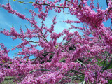 Blossoms, Lincoln Park Zoo