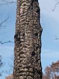 Burned bark #3
