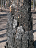 Burned bark #5