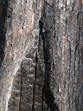 Burned bark #7