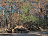 Logging, recovering useful wood from dead timber