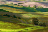 Rolling Hills in the Palouse Counrty I - 48x32.jpg