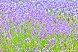 Lavender in Bloom - Sault Provence France - 48x32.jpg