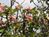 Blossom buds