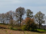 Trees in the Malvern hills