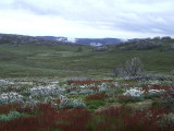 Herbal meadows on the alpine high plains.