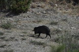 Collared Peccary (Javelina)