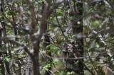 MacGillvarys Warbler