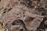 Greater Earless Lizard