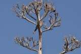 Curve-billed Thrasher in dead Agave