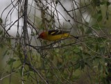 Western Tanager