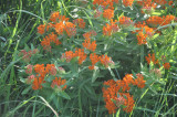 Asclepias tuberosa, Butterfly milkweed