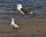 GBBGRBGU7911.jpg