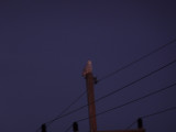 Snowy Owl-immature male