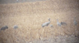 Common Crane- Grus grus