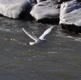 Thayers Gull-adult