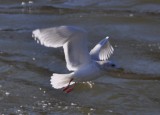 Thayers Gull-adult with pink legs