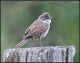 Whitethroat / Grasmus