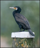 Cormorant / Aalscholver