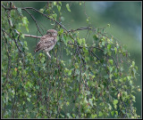 Little Owl / Steenuil