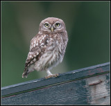 Little Owl / Steenuil