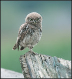 Little Owl / Steenuil