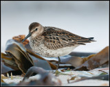 Dunlin / Bonte Strandloper / Calidris alpina