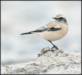 Desert Wheatear / Woestijntapuit