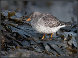 Purple Sandpiper / Paarse Strandloper