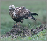 Rough-legged Buzzard / Ruigpootbuizerd