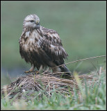 Rough-legged Buzzard / Ruigpootbuizerd