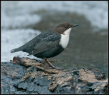 Dipper / Zwartbuikwaterspreeuw