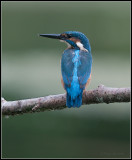 Kingfisher / IJsvogel