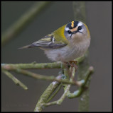 Firecrest / Vuurgoudhaan