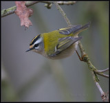 Firecrest / Vuurgoudhaan