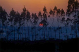 DSC_9313-munnar-sunset.jpg