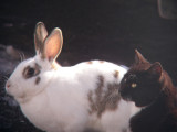 Chat et Lapin, St-Onsime-dIxworth
