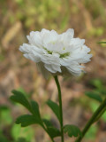 Chrysanthme dautomne, St-Onsime-dIxworth