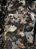 Lichens, Waswanipi