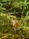 Ttras du Canada poussin, Lac au Goland