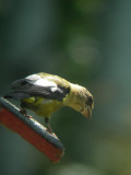 Gros-bec errant juvnile, St-Onsime-dIxworth