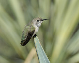 Costas Hummingbird female