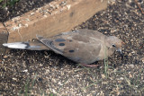 Mourning Dove in transition to adult plumage.