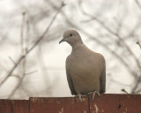 Eurasian Collared -Dove