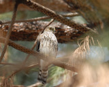 Sharp-shinned Hawk immature